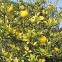 Poncirus trifoliata automne